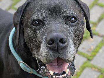 Tierheim Bamberg stellt Hund Kalle "mit weißer Gesichtsmaske" vor