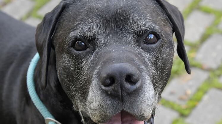 Tierheim Bamberg stellt Hund Kalle "mit weißer Gesichtsmaske" vor
