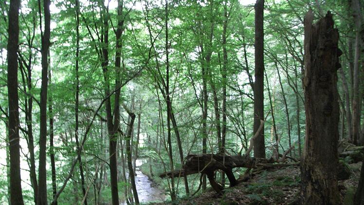Wildnis auf dem Rückweg nahe der Autobahnbrücke  Foto: Joachim Rübel