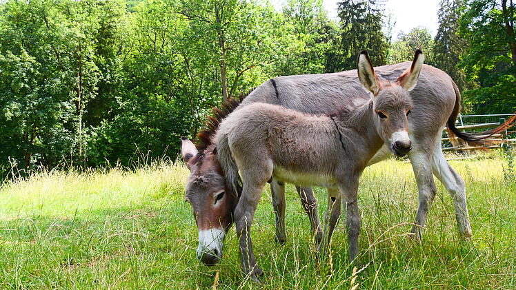 Egloffstein: Nachwuchs im Wildpark Hundshaupten - Thüringer Waldesel hat Fohlen bekommen