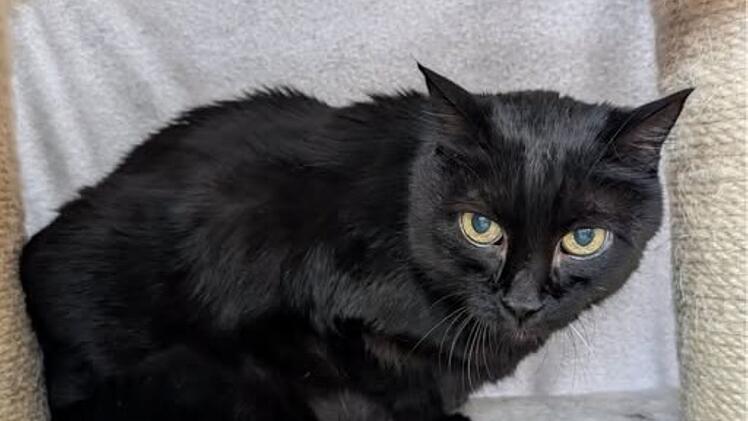 Tierheim N&uuml;rnberg sucht Platz f&uuml;r Katzen Susi und Franz