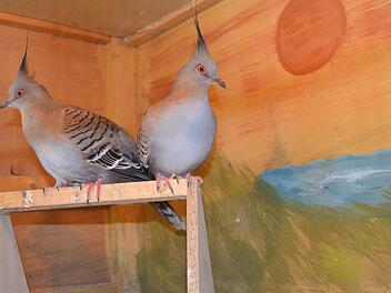 Schopftauben  Foto: Andreas Lomb