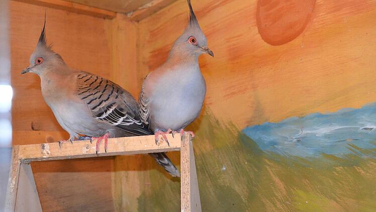 Schopftauben  Foto: Andreas Lomb