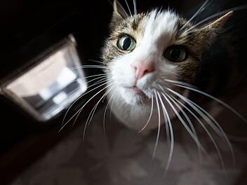 Katze rettet Mann aus Unterfranken womöglich das Leben