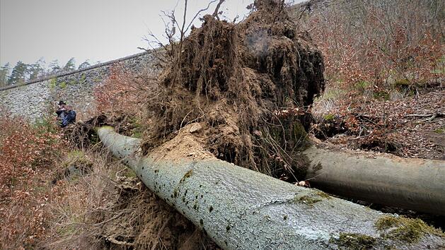 Dieser stattliche Baum, der vom Sturm entwurzelt wurde, blockiert in seiner ganzen Länge den Lehr- und Informationspfad Schiefe Ebene.  Foto: Werner Reißaus