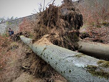 Dieser stattliche Baum, der vom Sturm entwurzelt wurde, blockiert in seiner ganzen Länge den Lehr- und Informationspfad Schiefe Ebene.  Foto: Werner Reißaus