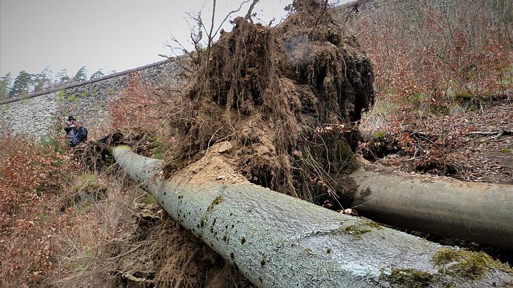 Dieser stattliche Baum, der vom Sturm entwurzelt wurde, blockiert in seiner ganzen Länge den Lehr- und Informationspfad Schiefe Ebene.  Foto: Werner Reißaus
