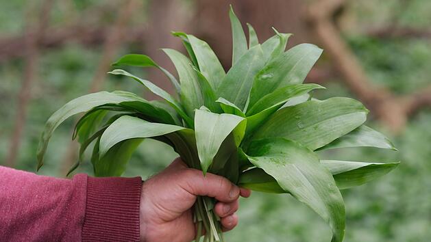 B&auml;rlauch sammeln ohne Risiko: So erkennst du giftige Doppelg&auml;nger