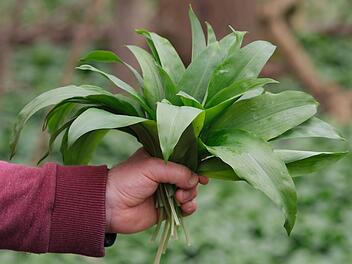 B&auml;rlauch sammeln ohne Risiko: So erkennst du giftige Doppelg&auml;nger