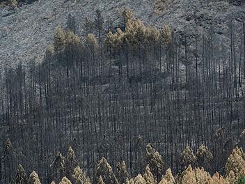 Waldbr&auml;nde in Spanien