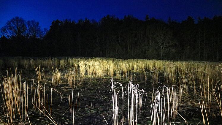 Foto: News5/Merzbach