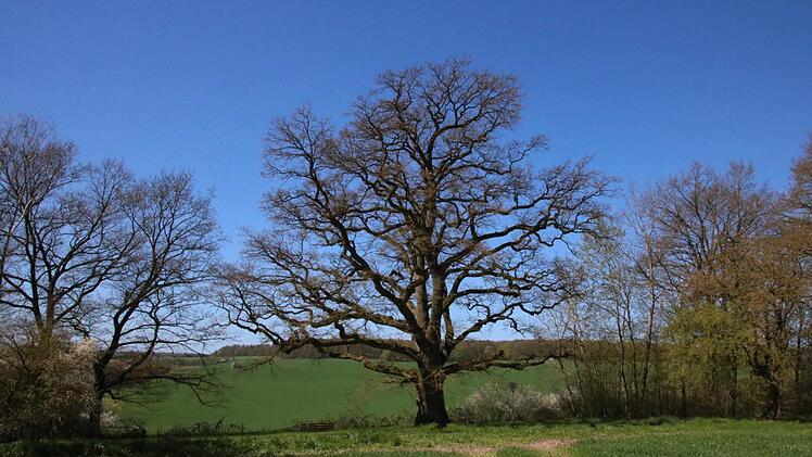 Die geschützte Eiche bei Dittlofsroda. Foto: Ralf Ruppert