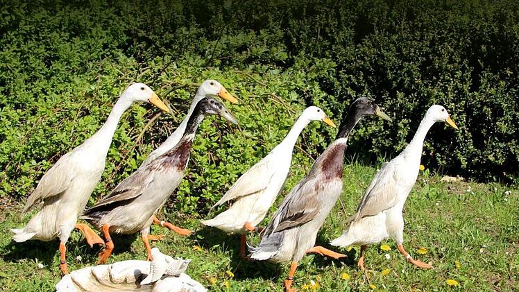 Schön hoch das Bein: In Reih' und Glied marschieren die Laufenten durch Harald Nagels Garten.  Foto: Diana Fuchs