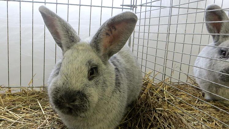 Ein Kaninchen war schöner als das andere.  Richard Sänger