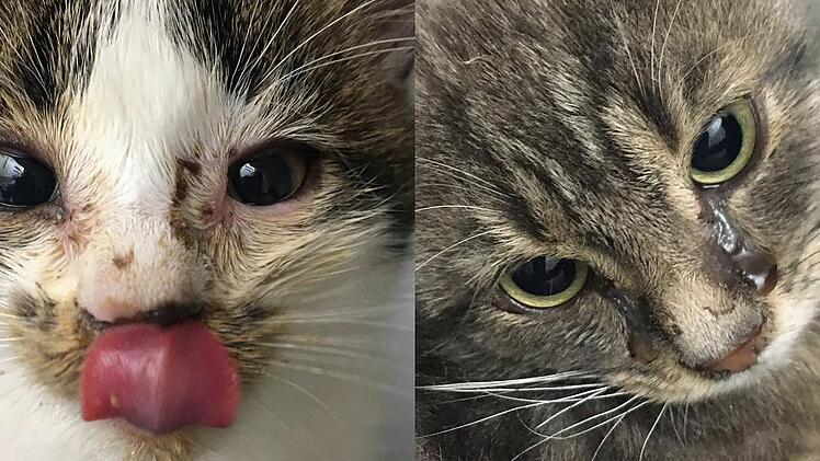 Viele kranke Katzen sind aktuell im Tierheim Bamberg