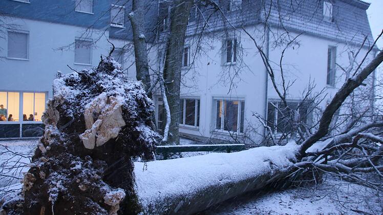 Umgestürzte Buche am Heiligenhof in Bad Kissingen. Foto: Paul Ziegler