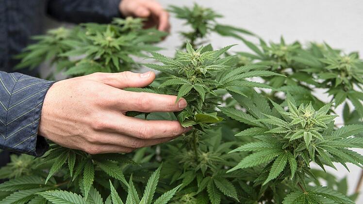Drogenfund in Frammersbach: Ein neunj&auml;hriger Junge f&uuml;hrte die Polizei zur Drogenplantage seiner eigenen Eltern. Foto: Matt Masin/Orange County Register via ZUMA/dpa