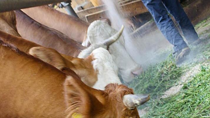 Der neunjährige Lukas hilft auf dem Erlebnishof seiner Eltern beim Füttern der Tiere. Fotos: Christian Bauriedel