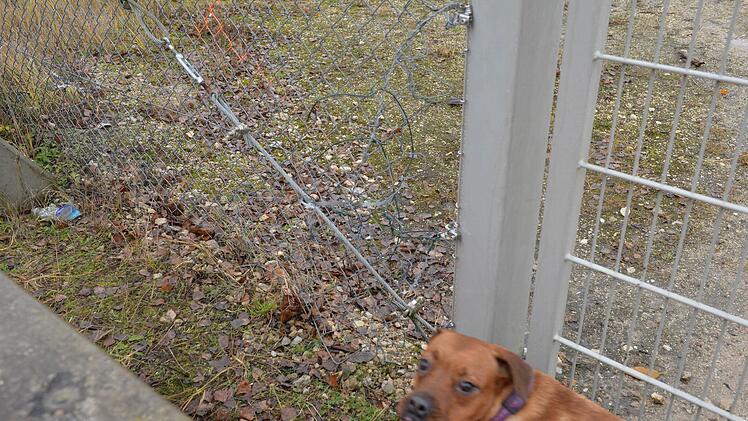 Ein ehemaliges Loch im Zaun. Auch Hund Zoe überprüft mit. Foto: Ronald Rinklef
