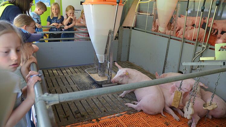 Lebende Schweine kommen selten in eine Schule. In Dörfles-Esbach machten sie jetzt mit ihrem "Schweinemobil" Station. Foto: Rainer Lutz