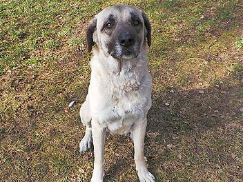 Sultanine wartet im Kulmbacher Tierheim auf neue Herrchen oder Frauchen.