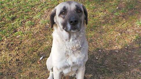 Sultanine wartet im Kulmbacher Tierheim auf neue Herrchen oder Frauchen.
