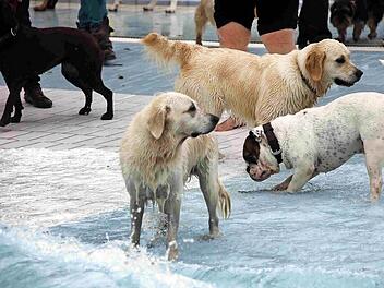 Baden macht nicht nur Menschen Spa&szlig;, sondern auch Vierbeinern. Foto: Stadtwerke Bamberg