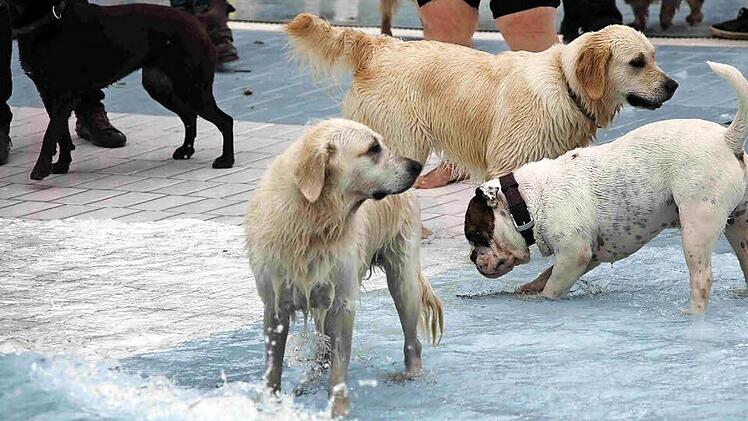 Baden macht nicht nur Menschen Spa&szlig;, sondern auch Vierbeinern. Foto: Stadtwerke Bamberg