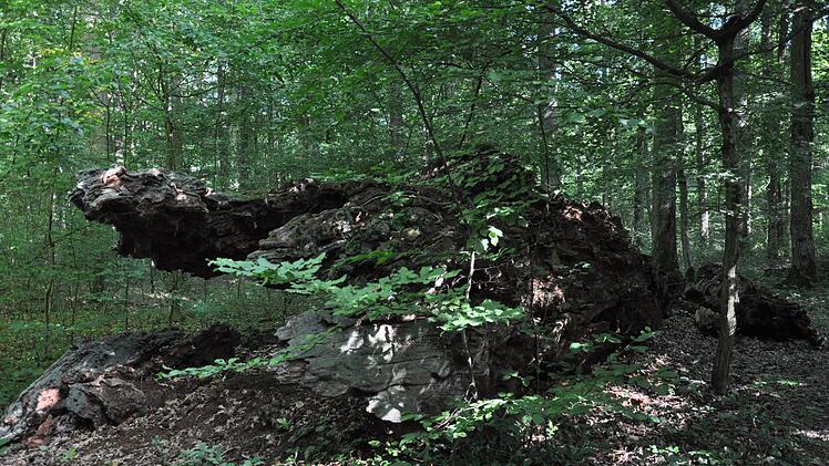 Die Reste des Naturdenkmals am Fuß des Geisbergs sind bis heute beeindruckend. Foto: Stephan Keilholz