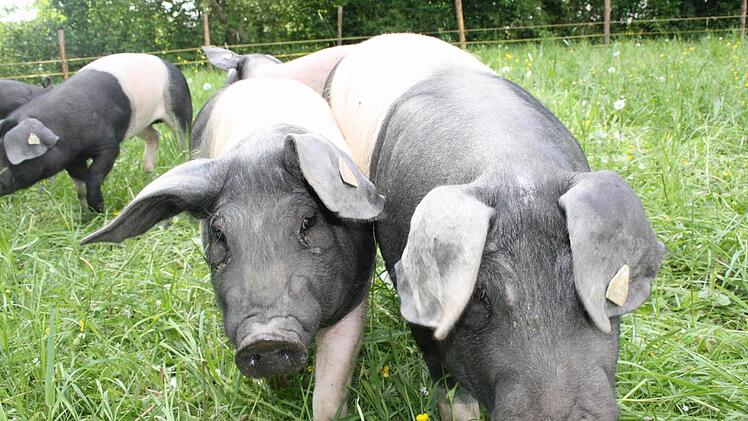 Er hält sechs freilaufende «Bioschweine», die der Verbraucher über mehrere Webcams ständig beobachten und sogar per Mausklick füttern kann. Fotos: Christine Engel
