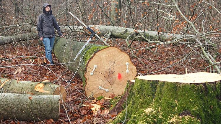 Vorsichtige Eingriffe? Im ehemaligen Schutzgebiet bei Ebrach wird wieder geholzt. Naturschützer fordern den sofortigen Stopp der Fällarbeiten.  p.