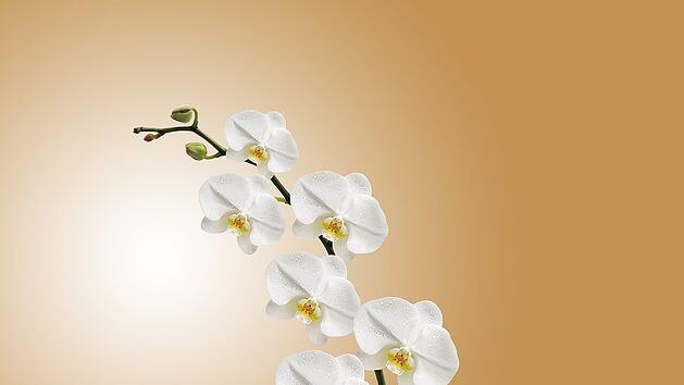 Eine sehr beliebte Pflanzenart: Die Orchidee.