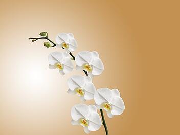 Eine sehr beliebte Pflanzenart: Die Orchidee.