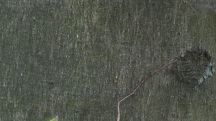 Mit einem gelben Band sind die Bäume markiert, deren Bucheckern gesammelt werden.Foto: Katrin Geyer