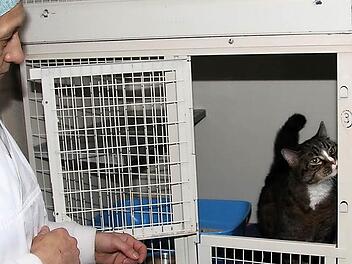 Die Katzenquarantäne-Station platzt aus allen Nähten. Fotos: Gerda Völk