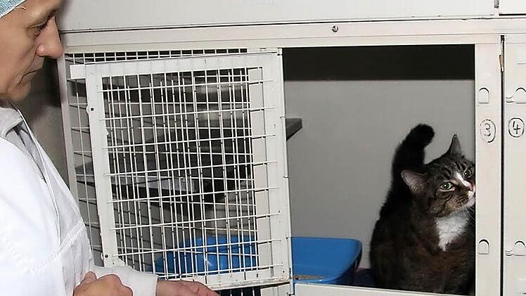 Die Katzenquarantäne-Station platzt aus allen Nähten. Fotos: Gerda Völk