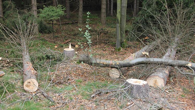 Mehrere von der Straße aus gefällte Bäume werden im Bestand aufgearbeitet, damit das Astmaterial im Wald bleibt.