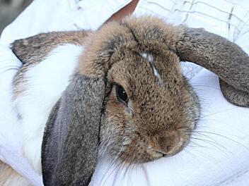 Kein Grund die Ohren hängen zu lassen: Mit rassigen Kaninchen wie diesem Widder können Züchter allemal bei der Jury punkten.