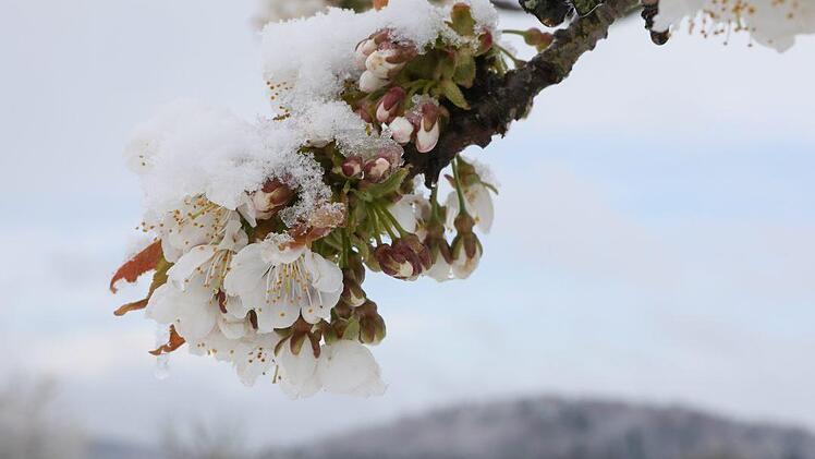 Schnee-Blüten in der Fränkischen Schweiz: Bedroht jetzt der Frost die Obstbäume? Foto: Barbara Herbst