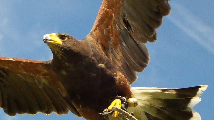 Greifvögel hautnah erleben: Das  geht im Greifvogelpark Katharinenberg in der Nähe von Wunsiedel. Foto: MadMardog/infrankenpix.de