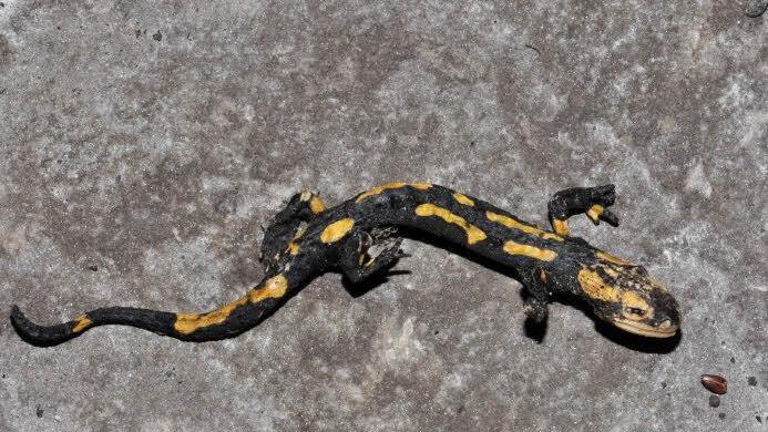 Feuersalamander werden immer wieder beim &Uuml;berqueren von Verkehrswegen &uuml;berfahren.