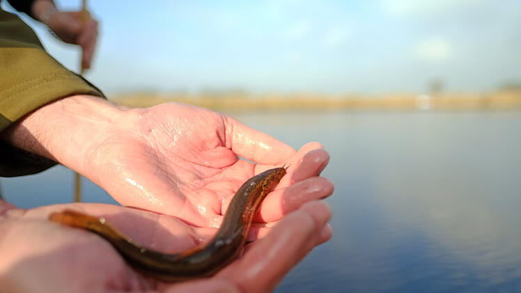 Furzgrundel, Fisch, Bischberg