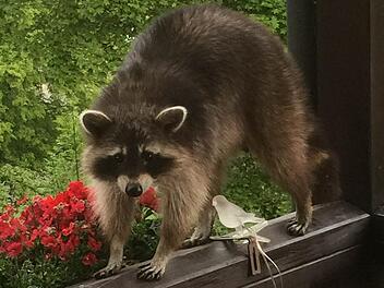 Die Bewohner der Ernst-Putz-Straße in Bad Brückenau kennen ihre nächtlichen Plagegeister: Waschbären auf Futtersuche.  Foto: Emanuel Fritschka