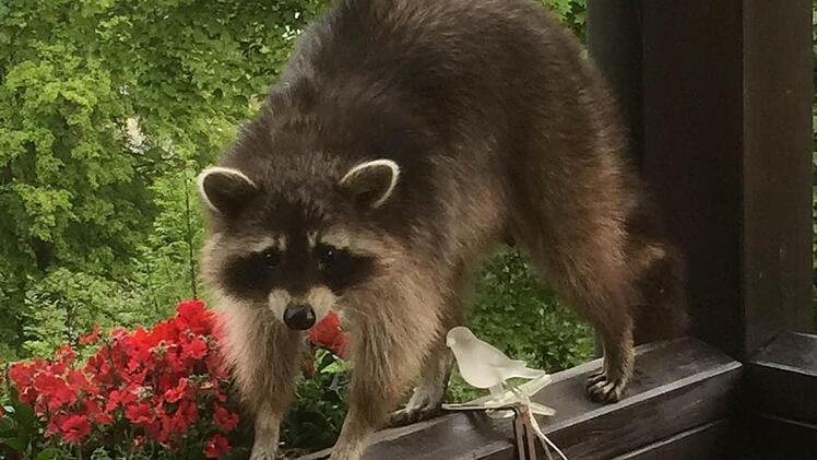 Die Bewohner der Ernst-Putz-Straße in Bad Brückenau kennen ihre nächtlichen Plagegeister: Waschbären auf Futtersuche.  Foto: Emanuel Fritschka