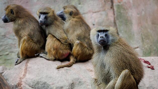 Guinea-Paviane im Tiergarten N&uuml;rnberg get&ouml;tet