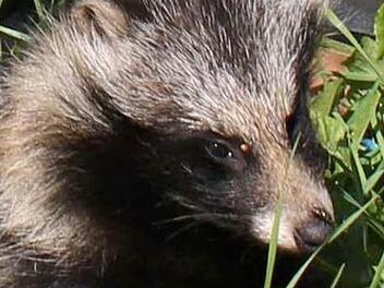 Der erste im Landkreis Lichtenfels erlegte Marderhund. Foto: Dieter Radziej