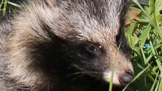 Der erste im Landkreis Lichtenfels erlegte Marderhund. Foto: Dieter Radziej