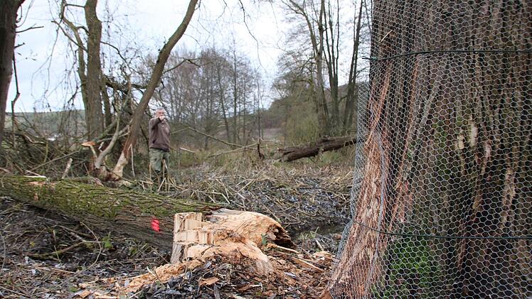 Bilder von der Teichanlage des ASV Hammelburg oberhalb von Obereschenbach. Foto: Ralf Ruppert