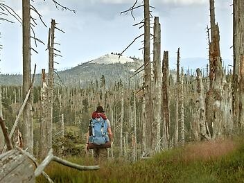 Aus dem Film &bdquo;Der wilde Wald&ldquo;