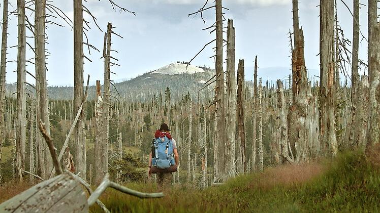 Aus dem Film &bdquo;Der wilde Wald&ldquo;